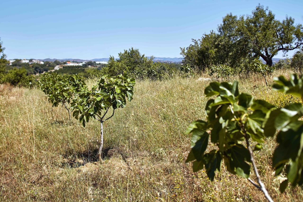 Monte Do Alamo - Turismo Rural Villa Tavira Eksteriør billede